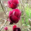 Magnolia 'Genie', Magnolien-Hybride 2 Magnolia 'Genie', Magnolien-Hybride -Giardino 24 magnolie genie 1280x1280