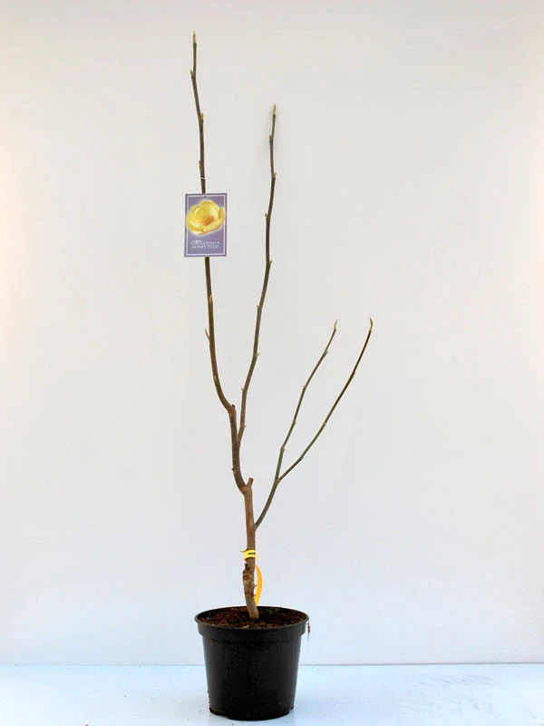 Magnolia 'Honey Tulip', Magnolie 4 Magnolia 'Honey Tulip', Magnolie – Bild 2