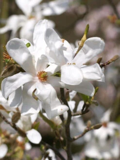 Magnolia Loebneri 'Merrill', Sternmagnolie