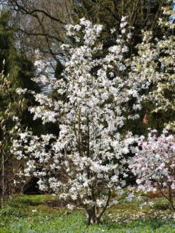 Magnolia Loebneri 'Merrill', Sternmagnolie -Giardino 24 magnolie merrill strauch 1280x1280