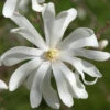 Magnolia Stellata 'Royal Star', Sternmagnolie 1 Magnolia Stellata 'Royal Star', Sternmagnolie -Giardino 24 magnolie royal star bluete 1280x1280