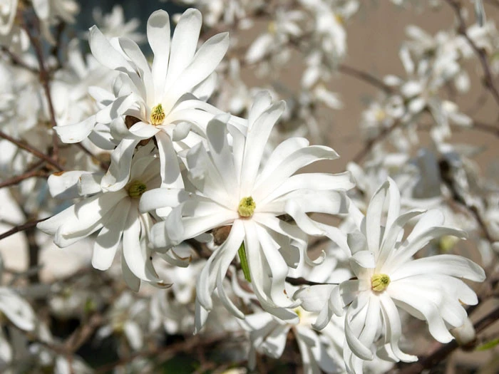 Magnolia Stellata 'Royal Star', Sternmagnolie 4 Magnolia Stellata 'Royal Star', Sternmagnolie – Bild 2
