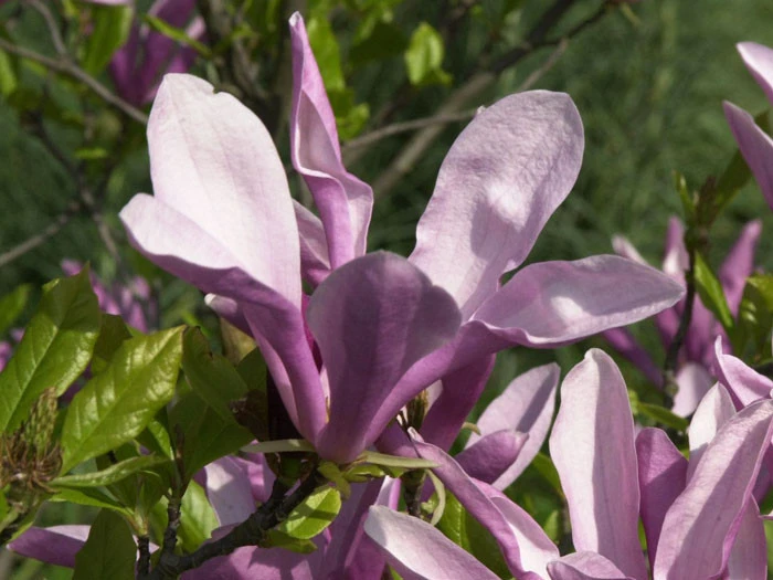 Magnolia Liliiflora 'Susan', Purpur-Magnolie 4 Magnolia Liliiflora 'Susan', Purpur-Magnolie – Bild 2