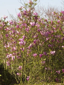 Magnolia Liliiflora 'Susan', Purpur-Magnolie