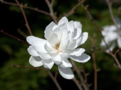 Magnolia Loebneri 'Wildcat', Magnolie 7 Magnolia Loebneri 'Wildcat', Magnolie -Giardino 24 magnolie wildcat 1280x1280