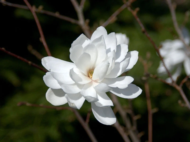 Magnolia Loebneri 'Wildcat', Magnolie 5 Magnolia Loebneri 'Wildcat', Magnolie – Bild 3