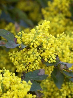 Mahonia Aquifolium 'Apollo', Zwergmahonie