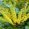 Mahonia Media 'Winter Sun', Mahonie 2 Mahonia Media 'Winter Sun', Mahonie -Giardino 24 mahonie winter sun 1280x1280