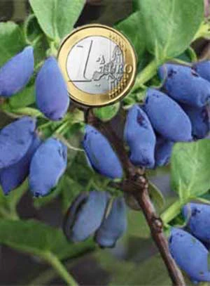 Maibeere 'Eisbär' - Honigbeere 3 Maibeere 'Eisbär' - Honigbeere