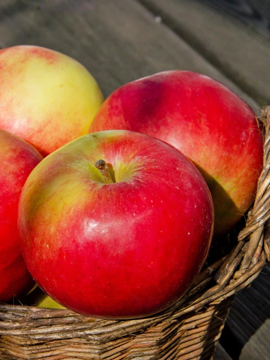 Apfel Idared 3 Apfel Idared