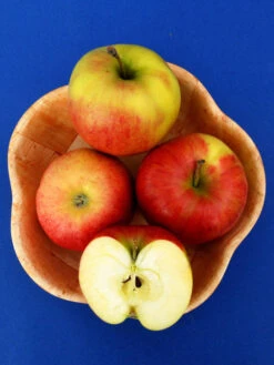 Jonagold, Apfel - U-Spalier -Giardino 24 malus jonagold55599dc1d2b7d 1280x1280