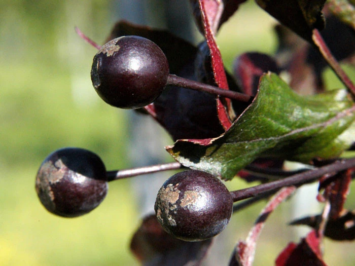 Malus 'Nicoline', Rotblättriger Zierapfel 4 Malus 'Nicoline', Rotblättriger Zierapfel – Bild 2