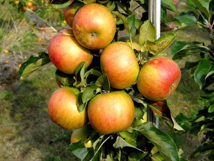 Säulenapfel 'Rondo' ®, Malus Domestica 'Rondo' 4 Säulenapfel 'Rondo' ®, Malus Domestica 'Rondo' – Bild 2