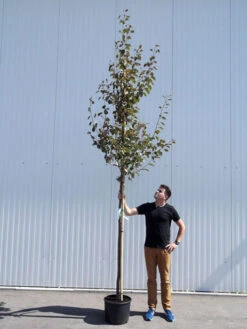 Malus Sargentii 'Rudolph', Zierapfel - Hochstamm 7 Malus Sargentii 'Rudolph', Zierapfel - Hochstamm -Giardino 24 malus rudolph hochstamm 1280x1280