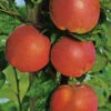 Apfel Mantet 1 Apfel Mantet -Giardino 24 mantet 1 1280x1280