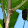 Morus Nigra, Schwarze Maulbeer 2 Morus Nigra, Schwarze Maulbeer -Giardino 24 maulbeere frucht 1280x1280