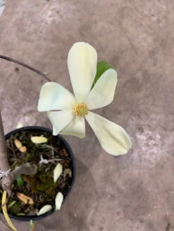 Magnolia 'Maxine Merrill' 11 Magnolia 'Maxine Merrill' -Giardino 24 maxine merrill2 1280x1280