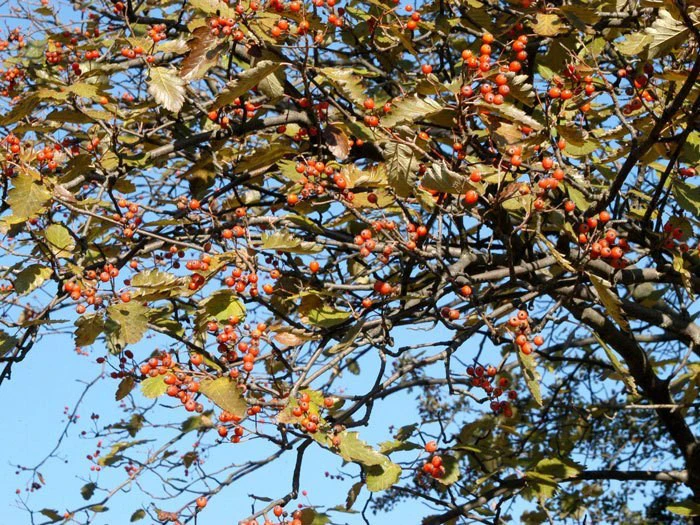 Sorbus Intermedia, Schwedische Mehlbeere 4 Sorbus Intermedia, Schwedische Mehlbeere – Bild 2