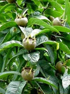 Mespilus Germanica, Mispel -Giardino 24 mespilus germanica forst jg 1280x1280