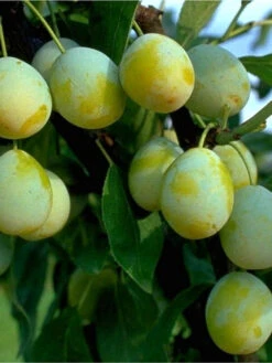 Mirabelle 'Mirabelle Von Nancy'