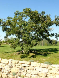 Mespilus Germanica, Mispel -Giardino 24 mispel habitus 1280x1280