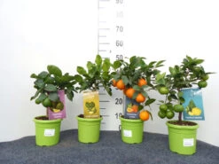 Limettenbaum 'Kaffir-Limette' - Lime Time® 13 Limettenbaum 'Kaffir-Limette' - Lime Time® -Giardino 24 mix limetten sorten 1280x1280