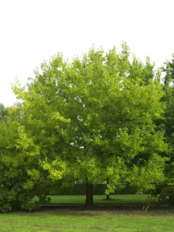 Morus Alba, Weiße Maulbeere -Giardino 24 morus alba baum 1280x1280