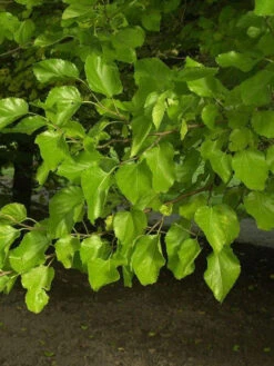 Morus Alba, Weiße Maulbeere -Giardino 24 morus alba blatt 1280x1280