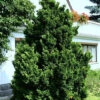 Chamaecyparis Obtusa 'Nana Gracilis', Kleine Muschelzypresse -Giardino 24 muschelzypresse gracilis 1280x1280