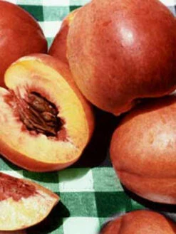 Nektarine 'Fantasia' 5 Nektarine 'Fantasia' -Giardino 24 nectarine fantasia j2 1280x1280