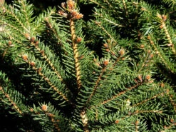 Picea Abies 'Nidiformis', Nest-Fichte 5 Picea Abies 'Nidiformis', Nest-Fichte -Giardino 24 nest fichte 1280x1280