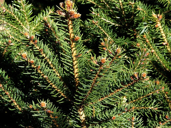 Picea Abies 'Nidiformis', Nest-Fichte 4 Picea Abies 'Nidiformis', Nest-Fichte – Bild 2