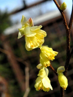 Corylopsis Pauciflora, Niedrige Scheinhasel