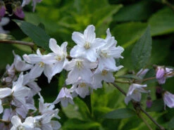 Deutzia Rosea, Niedriger Maiblumenstrauch -Giardino 24 niedriger maiblumenstrauch61a4d02bbae13 1280x1280