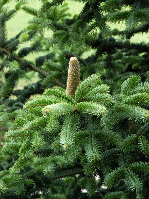 Abies Nordmanniana, Nordmanntanne 4 Abies Nordmanniana, Nordmanntanne – Bild 2