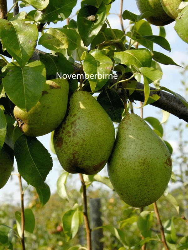 Familien-Birnbaum - Williams+Conference+Gute Luise+Nojabrskaja 7 Familien-Birnbaum - Williams+Conference+Gute Luise+Nojabrskaja – Bild 5