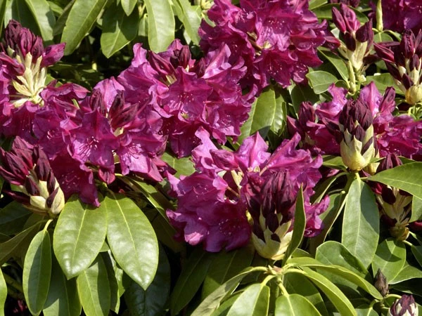 Rhododendron 'Old Port' 4 Rhododendron 'Old Port' – Bild 2