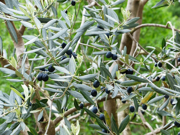 Olea Europaea, Olive 5 Olea Europaea, Olive – Bild 3