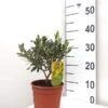 Olea Europaea, Olive 1 Olea Europaea, Olive -Giardino 24 olive strauch 1280x1280