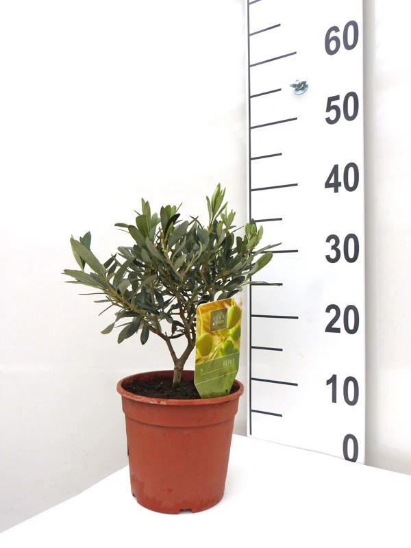 Olea Europaea, Olive 3 Olea Europaea, Olive