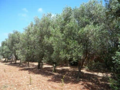 Olea Europaea, Olive 11 Olea Europaea, Olive -Giardino 24 olivenbaum5c1ca8678ae90 1280x1280