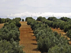 Olea Europaea, Olive 10 Olea Europaea, Olive -Giardino 24 olivenfeld5c1ca8686a87b 1280x1280