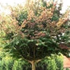 Parrotia Persica, Persischer Eisenholzbaum - Hochstamm 2 Parrotia Persica, Persischer Eisenholzbaum - Hochstamm -Giardino 24 parrotia persica j8 78229 0 78229 0 1280x1280