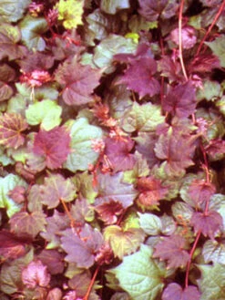 Parthenocissus Tricuspidata 'Veitchii Purpurea', Selbstklimmender Wilder Wein, Rotlaubig