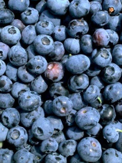 Heidelbeere 'Patriot' 5 Heidelbeere 'Patriot' -Giardino 24 patriot heidelbeere 1280x1280