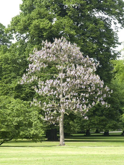 Paulownia Tomentosa, Blauglockenbaum 3 Paulownia Tomentosa, Blauglockenbaum