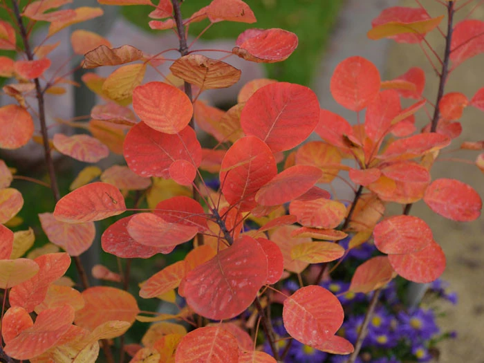 Cotinus Coggygria 'Golden Spirit' 5 Cotinus Coggygria 'Golden Spirit' – Bild 3