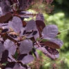Cotinus Coggygria 'Royal Purple' -Giardino 24 perueckenstrauch rot bluete 1280x1280
