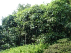 Pseudosasa Japonica, Pfeil-Bambus 8 Pseudosasa Japonica, Pfeil-Bambus -Giardino 24 pfeilbambus55599d9ea7d6f 1280x1280