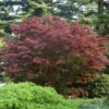 Acer Palmatum 'Bloodgood', Dunkelroter Fächerahorn 2 Acer Palmatum 'Bloodgood', Dunkelroter Fächerahorn -Giardino 24 pflanze ahorn bloodgood 1280x1280